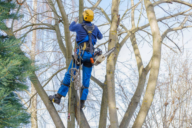 Best Fruit Tree Pruning  in Iuka, MS